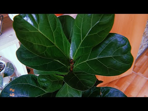 Видео: Обзор моих комнатных растений. Часть 3. Растения на кухне