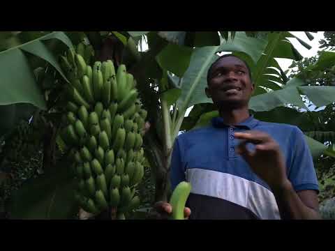 Видео: Как собирать бананы органическим способом