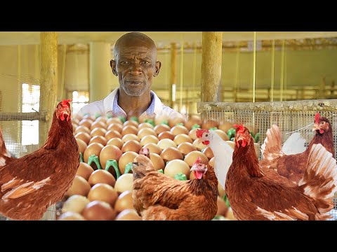 Видео: КАК СОДЕРЖАТЬ КОММЕРЧЕСКИЕ НЕСУШКИ НА ДЕШЕВЫХ КОРМАХ И ПОЛУЧАТЬ БОЛЬШУЮ ПРИБЫЛЬ ОТ ЯИЦ