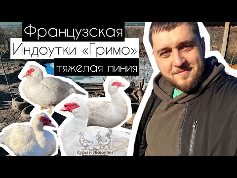Видео: Индоутки «Гримо» французская тяжелая линия. В раннем возрасте КРУПНЫЕ СЕЛЕЗНИ И УТКИ🦆