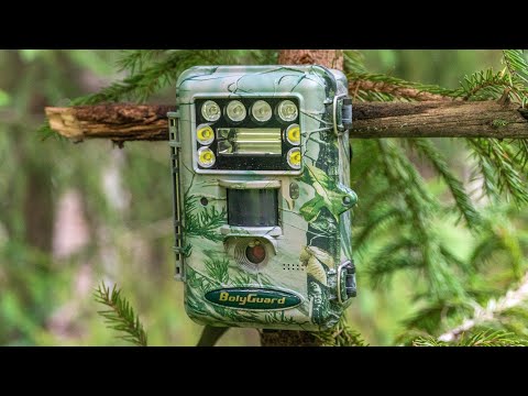 Видео: Оставил фотоловушки на лесном болоте и солонце и вот КТО пришел!