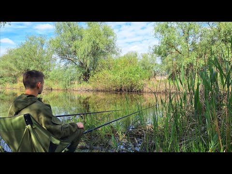 Видео: Карасі лапті на ПОПЛАВОК. Ранкова риболовля на поплавочні вудки. Рибалка 2025