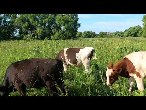 Видео: Откорм быков без зерна.