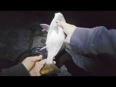 Видео: Риболов на морска врана - 17.07.23