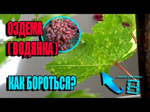Видео: ОЭДЕМА (ВОДЯНКА) - БОЛЕЗНЬ САЖЕНЦЕВ ВИНОГРАДА И ВИНОГРАДА В ТЕПЛИЦЕ. СЕВЕРНЫЙ ВИНОГРАДНИК 22-11