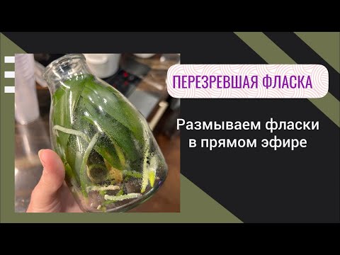 Видео: Сеянцы орхидей | Как размыть фласку?