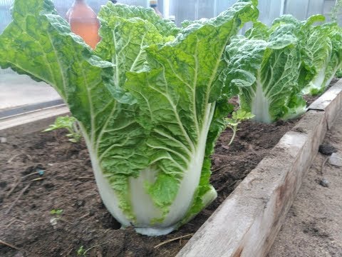 Видео: Пекинская капуста.