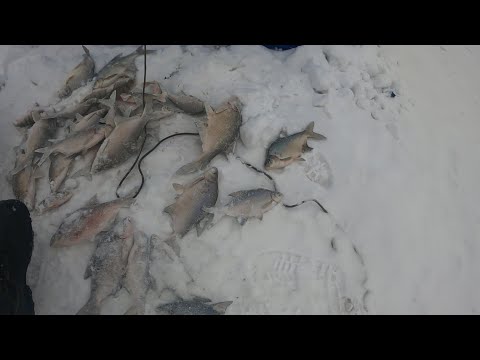 Видео: Попали на клев подлещика, залив Огур 25-26.01.25 г