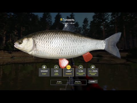 Видео: 🐟Трофейный Голавль 5,2 кг #русскаярыбалка4 #russianfishing4 #рыбалка #трофей #голавль #fishing