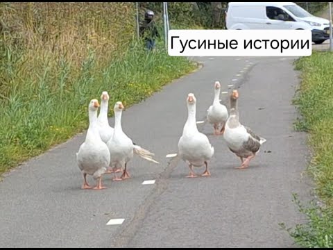 Видео: Гуси пытаются перейти через дорогу