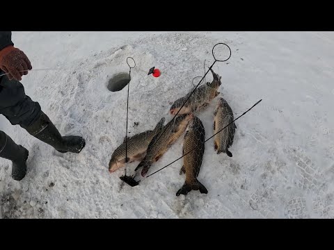 Видео: 31.12.23 опять сазан рвет, всех с новым годом