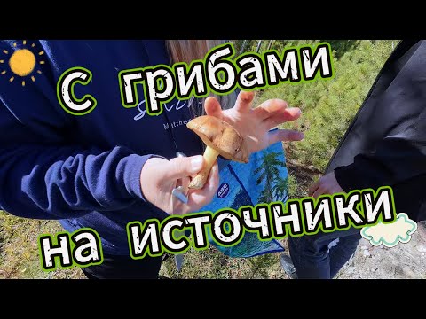 Видео: С ГРИБАМИ НА ИСТОЧНИКИ (окт.2025)
