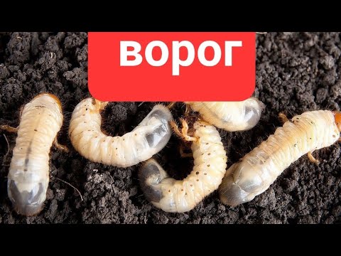 Видео: ✅Топ 7 дієвих та дешевих засобів від хруща (грабака). І це не антихрущ