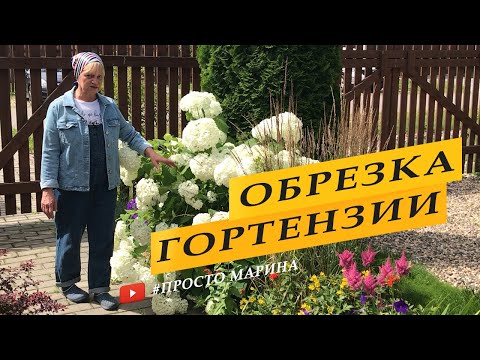 Видео: Гортензия древовидная. Обрезка, подготовка к зиме.