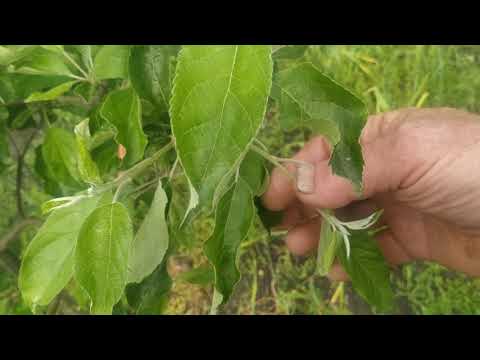 Видео: Обрезка сада,выламывание,прищипывание