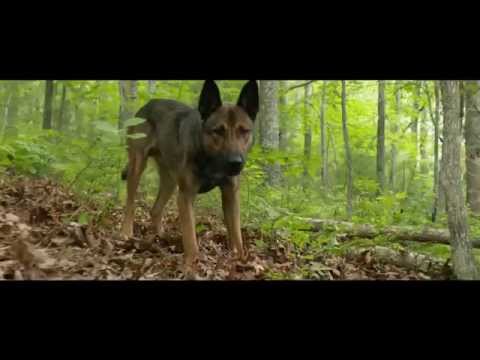 Видео: МАКС - доступен для просмотра в HD