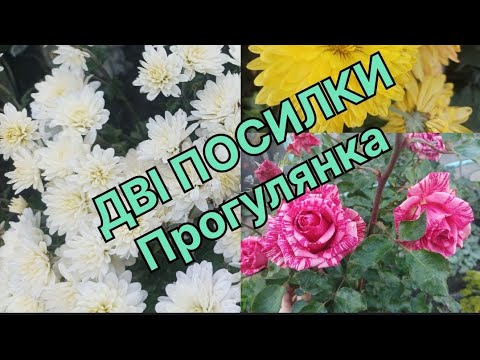 Видео: 🌲🌳🪾Отримала хризантеми, троянди. Прибрала садок. Іржа на троянді🌹🌹🌹