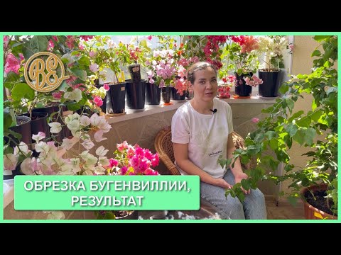 Видео: Обрезка бугенвиллии, результаты через год / bougainvillea cutting  (часть 2)