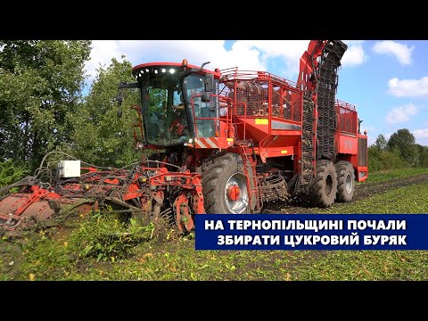 Видео: На Тернопільщині почали збирати цукровий буряк