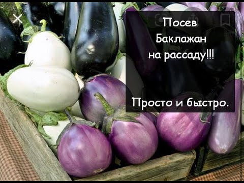 Видео: Секреты посева БАКЛАЖАН на рассаду! Как и когда посеять баклажаны?