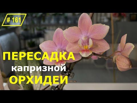 Видео: # 161 Как правильно пересадить орхидею Парфюмерная Фабрика чтобы она зацвела