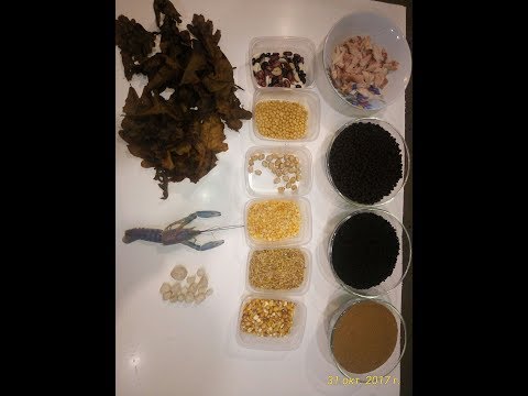 Видео: Правильное кормление и подкормка австралийских красно-клешневых раков.