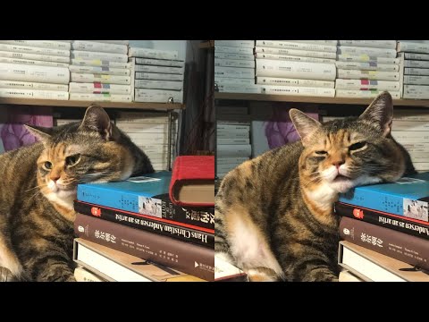 Видео: Кошки просто делают то, что у них получается лучше всего 🤣 Смешные видео с кошками 2025 🐱 Часть 10