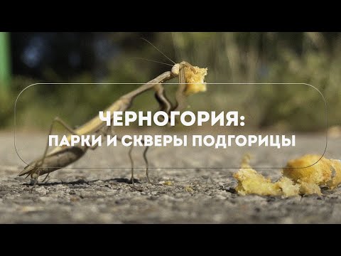 Видео: ЧЕРНОГОРИЯ: ПАРКИ И СКВЕРЫ ПОДГОРИЦЫ