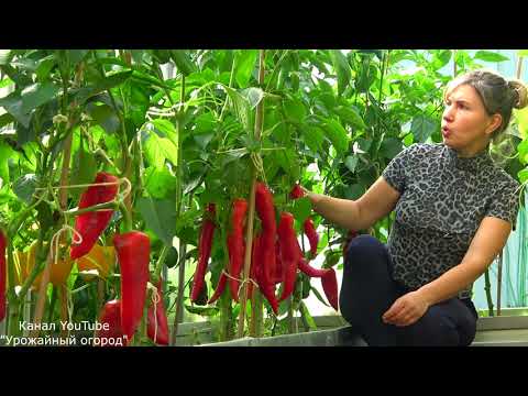 Видео: САМЫЕ УРОЖАЙНЫЕ КРУПНОПЛОДНЫЕ СОРТА ПЕРЦА 2020 ГОДА!