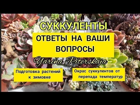 Видео: Суккуленты. Ответы на ваши вопросы. Часть 7.