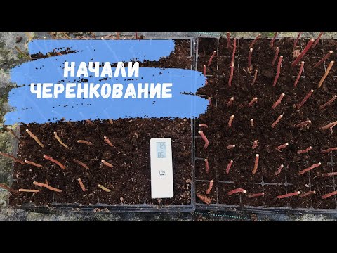 Видео: Черенкование голубики