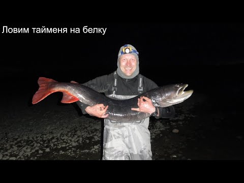 Видео: Таймень на белку. Рыбалка 2020 на рыбу таймень и ленок. Реки Немилен, Нилан, Амгунь, ДВ