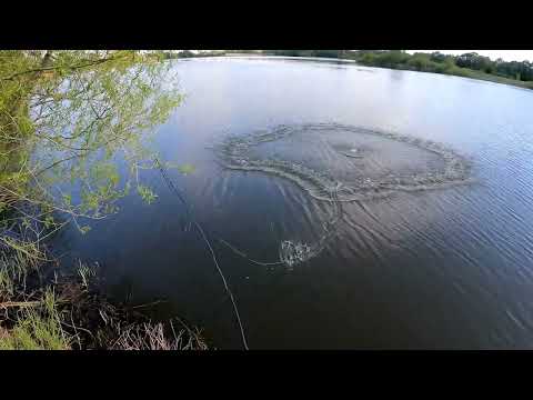 Видео: Майская рыбалка кастинговой сеткой с большим кольцом... На пожарить наловили🤣🤣🤣🤣🤣