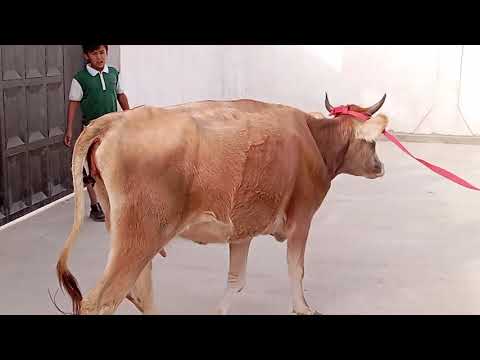 Видео: Як Сар гови чушои букачадори фуруши 3-Ноябр .Тел 901.61.13.31