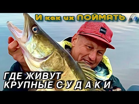 Видео: КРУПНЫЙ СУДАК на КОРЯГАХ ОСЕНЬЮ. НА ЧТО, КАК и ГДЕ ЛОВИТЬ? РЫБАЛКА 30.09.2025
