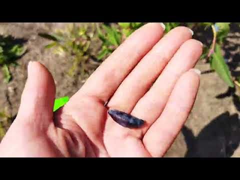 Видео: Жимолость Югана, первое плодоношение на второй год посадки, первые впечатления, обзор жимолости