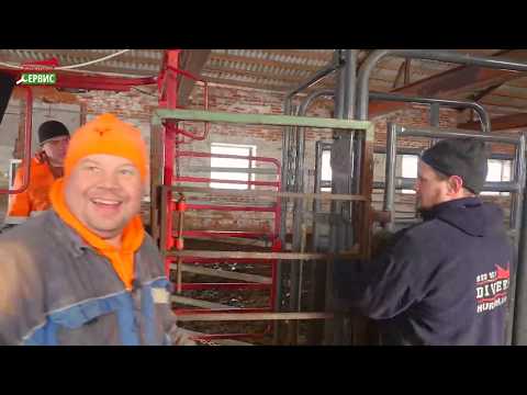 Видео: Обрезка копыт у галловейской породы КРС