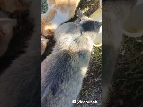 Видео: У наших котов все хорошо!