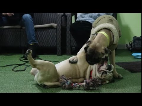 Видео: Догтренинг 587. Вторая собака в стаю. Бульмастиф и бульдог.