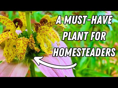 Видео: Источник антибиотиков вне сети (о котором вы пожалеете, если когда-нибудь придет время…)