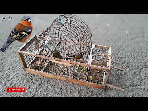 Видео: Первый ЗЯБЛИК на западок. Смотрим птиц. #птицы #щегол