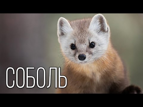 Видео: Соболь: Пушистый Хищник Тайги | Интересные факты про семейство куньих