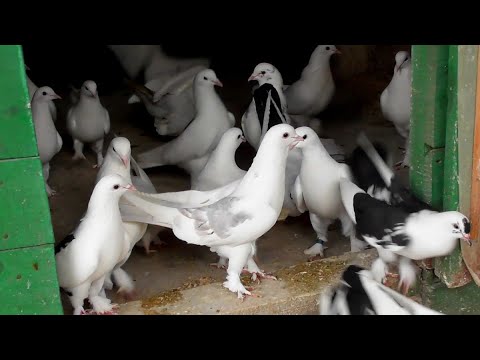 Видео: Старые Бакинские голуби тех самых времен👍 Голоногие и линия Сапожкатых (бадам-ляли) 15.02.22