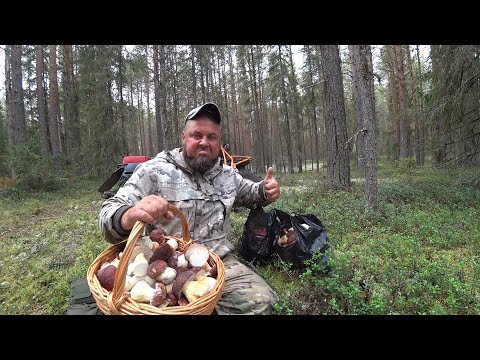 Видео: БЕЗ ВАЛИДОЛА НЕ СМОТРЕТЬ, ПОПАЛ НА В СХОД БОРОВИКОВ! СЕМЬИ ПО 10 ШТУК, КАК В СКАЗКЕ \ СБОР ГРИБОВ.