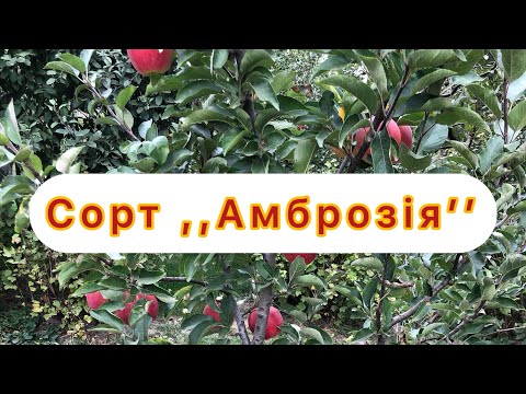 Видео: Ambrosia Яблуня формування веретено четвертий рік після посадки сорт Амброзія