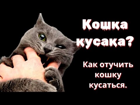 Видео: "Ах, она кусается больно!" Прекращаем кошачьи атаки!