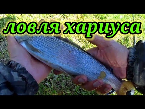 Видео: Рыбалка на реке Бия 👆. Ловля хариуса.