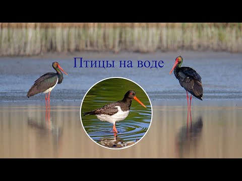 Видео: Птицы на воде