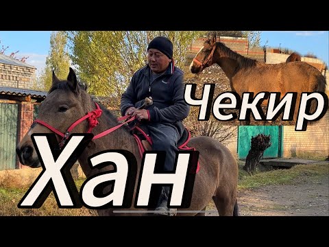 Видео: Капар акеден Чекир Жана Хан чыкты