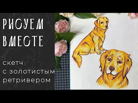 Видео: рисуем вместе: золотистый ретривер